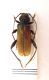 Paleocallidium-coriaceum-f-.jpg