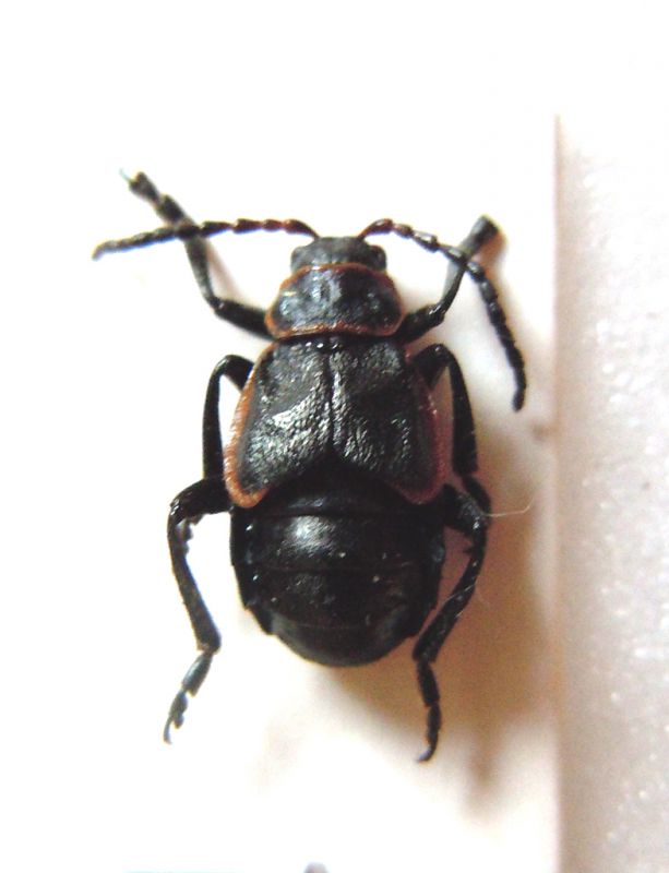 Crysomelidae-Francia_ok.jpg