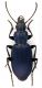 Laemostenus_Tolfa_3-I-2011_17mm_habitus.jpg