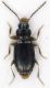 Carabidae_Tolfa_3-I-2011_2,2mm.jpg