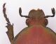 Cetonia aurata pisana femmina crop.jpg