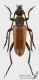 Stictoleptura_pallens_s_C01628.JPG
