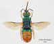 Parnopes-grandior.jpg
