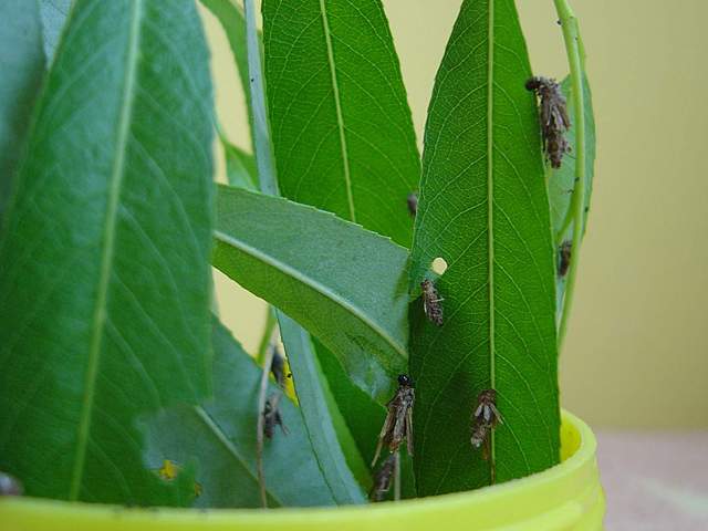 Acanthopsyche atra - young caterpillars, ex ovo 2006 (leg. et det. Kamil Mazur).jpg
