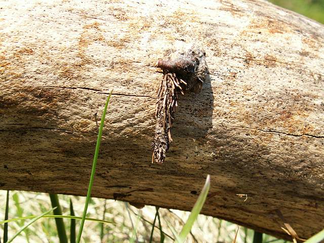 Acanthopsyche atra - Bieszczady Mts., Przel.nad Roztokami, 3 V 2009 (leg. et det. Kamil Mazur).jpg