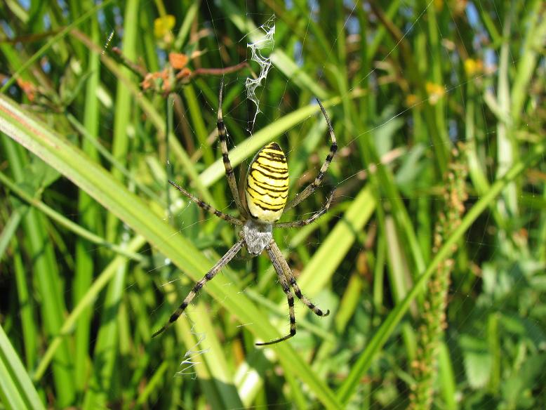 Argiope bruennichi 23 VII 2006 Puszcza Niepołomicka.JPG