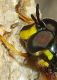 Chrysotoxum cf det.jpg