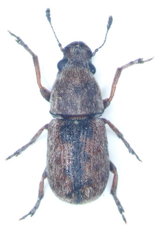 Anthribidaerid.jpg