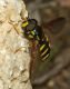 Chrysotoxum mod1.jpg