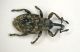 a curculio 1a 3mm.JPG