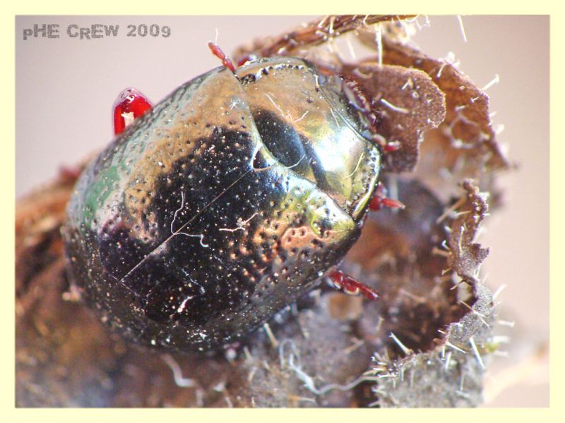 Chrysolina sp..JPG