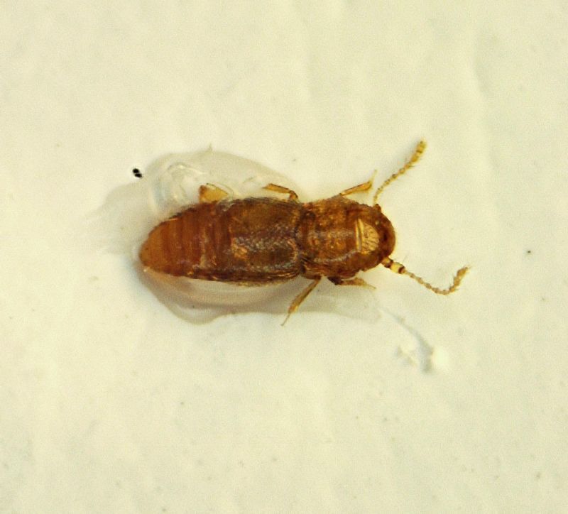 Ptilidae 01.jpg