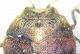 Trachys auriflua head.JPG