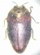 Trachys auriflua.JPG