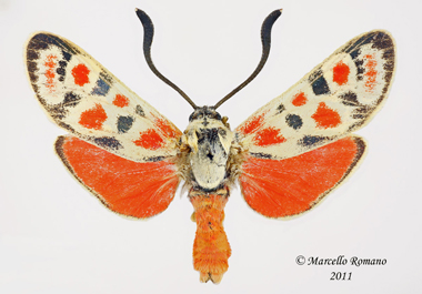 Zygaena-olivieri-nevshehirica_small.jpg