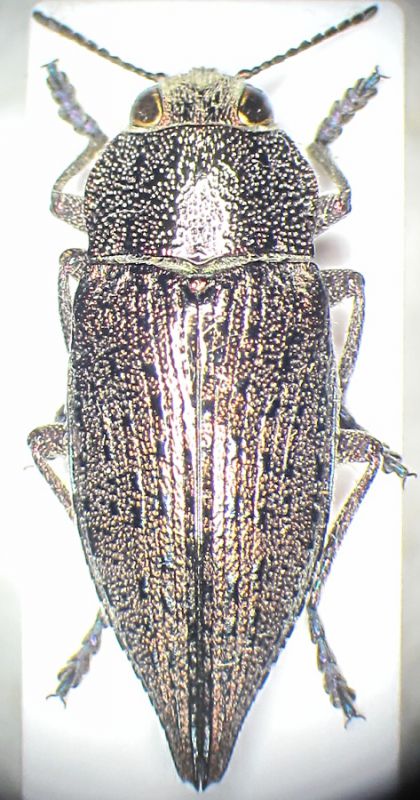 Dicerca sp. Turkey 01 male.JPG