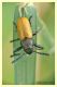 labidostomis taxicornis.JPG