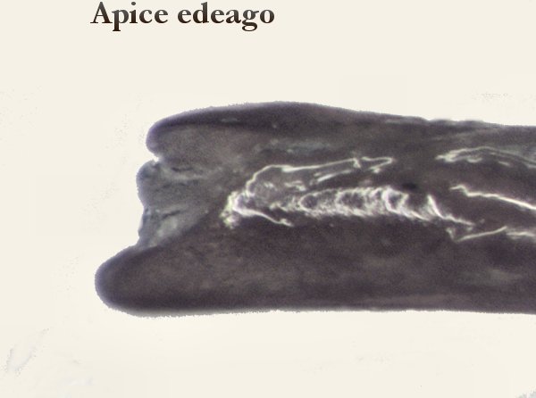 apice edeago.jpg