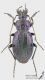 Carabus_ullrichii_m2_s.jpg