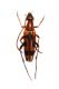 Stenurella septempunctata.jpg