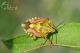 carpocoris-purpureipennis-IMG_5018_08.jpg