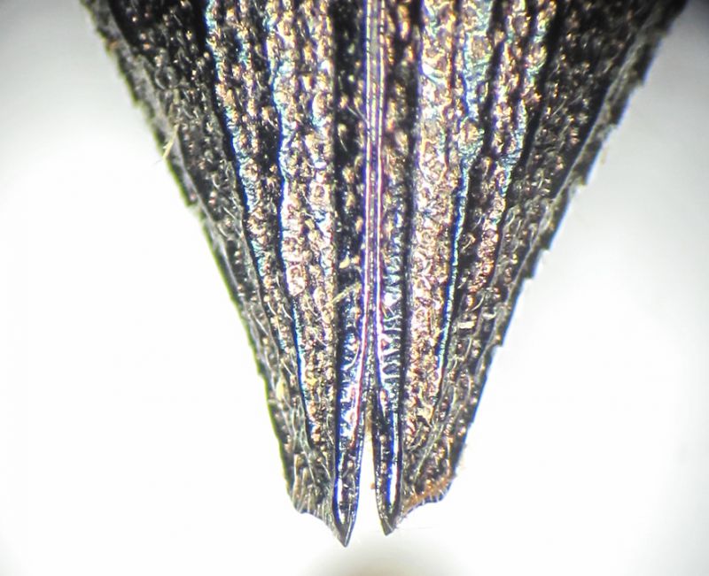 Dicerca sp. TR apex.JPG