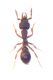 formichina copia.jpg