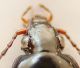 pterostichus6-head.jpg