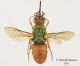 Parnopes-grandior-linsenmaieri_small.jpg