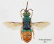 Parnopes-grandior_small.jpg