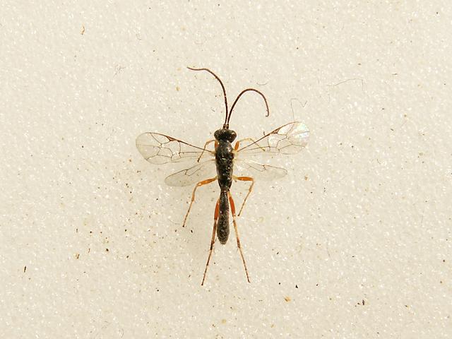 Rebelia (parasitoid) - Poland, Kramarzówka, 7 V 2010.jpg