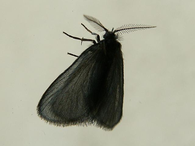 Rebelia sapho - Poland, Kramarzówka 04.2010 ex l. 24 IV 2010  (leg. et det. Kamil Mazur).jpg