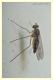 Sciapus sp..JPG