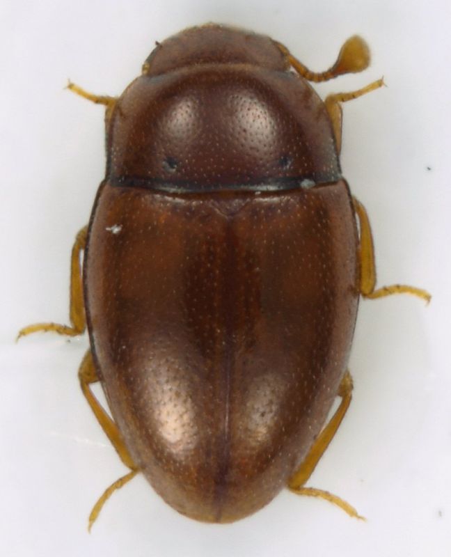 Cholovocera_sp_Tolfa_3-I-2011_1,5mm.jpg