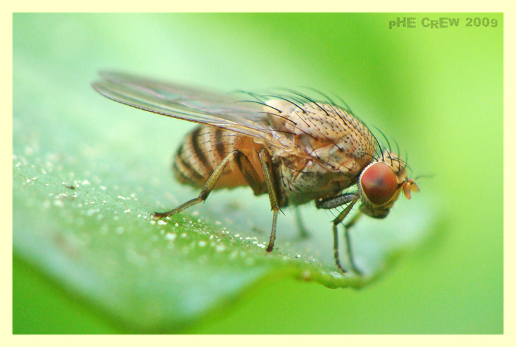 drosophila melanogaster.JPG