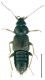 pilicornis.jpg