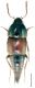Sepedophilus marshami (Stephens, 1832).jpg