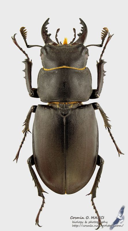 Lucanus_tetraodon_m_s.JPG