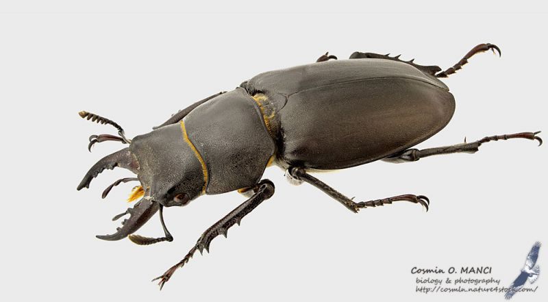 Lucanus_tetraodon_ml_s.JPG