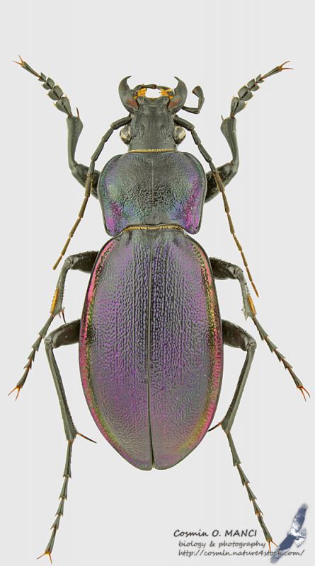 Carabus_violaceus_picenus_m_s.JPG