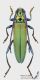 Aromia_moschata_f_s.JPG