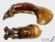 Cyclocephala_dilatata_g.jpg