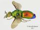Stilbum_laterale02_small.jpg