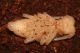 Morimus asper ex larva.jpg