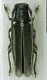Phytoecia.jpg