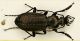 z Carabus B 17-22 mm.JPG