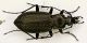 z Carabus C 17-22 mm.JPG