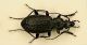 z Carabus D 17-22 mm.JPG