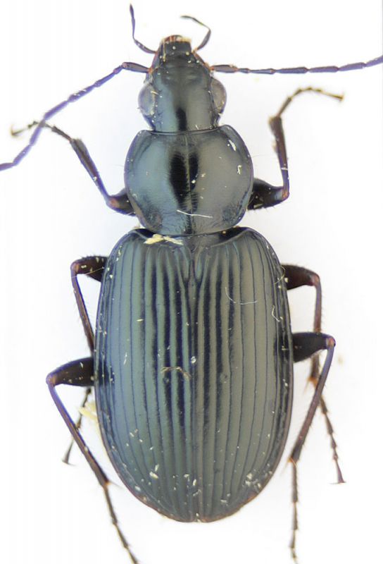 Agonum1.jpg