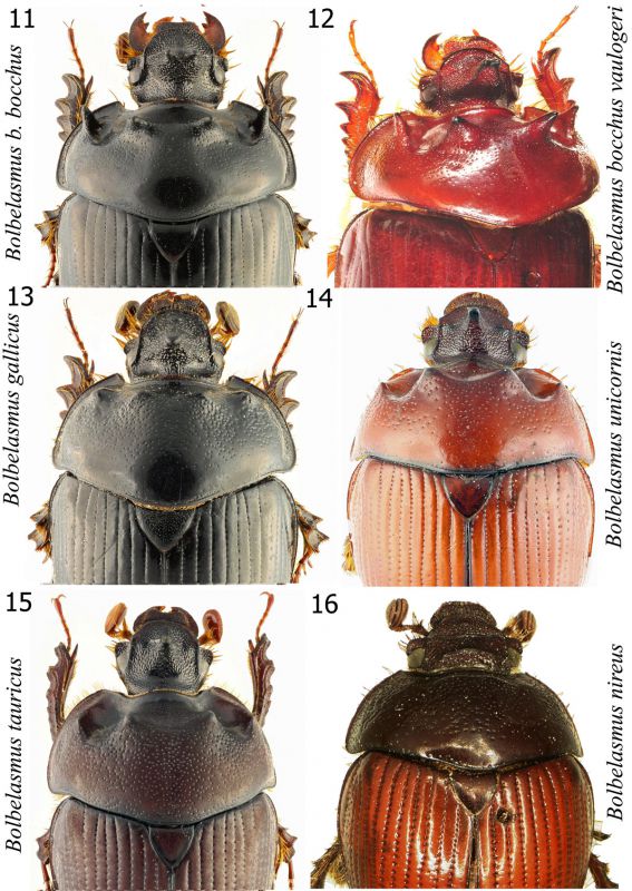 Fig11-16Bolbelasmusspecies.jpg